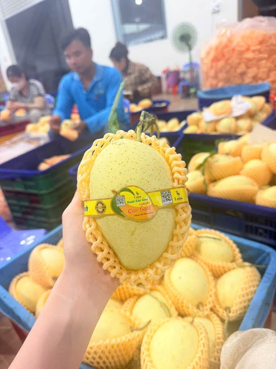 ORGANIC YELLOW MANGO – VINH PHUC, VIETNAM | EXPORT SUPPLY 3