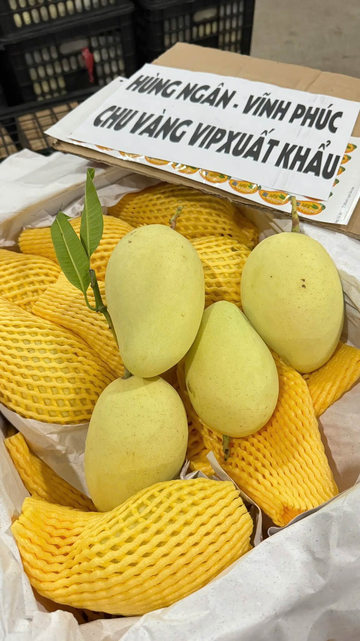 ORGANIC YELLOW MANGO – VINH PHUC, VIETNAM | EXPORT SUPPLY 4