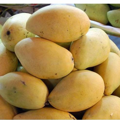 FRESH HADEN MANGO – VIETNAM | GREEN WHOLE FRUIT, GRADE 1 FOR EXPORT