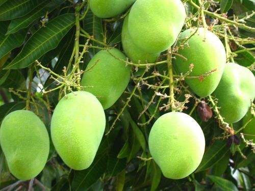 FRESH HADEN MANGO – VIETNAM | GREEN WHOLE FRUIT, GRADE 1 FOR EXPORT 3