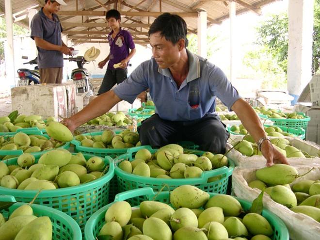 FRESH HADEN MANGO – VIETNAM | GREEN WHOLE FRUIT, GRADE 1 FOR EXPORT 4