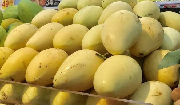 MANGO SYRUP 2.5KG – VIETNAM | BULK FORMAT FOR BEVERAGE & FOODSERVICE 2