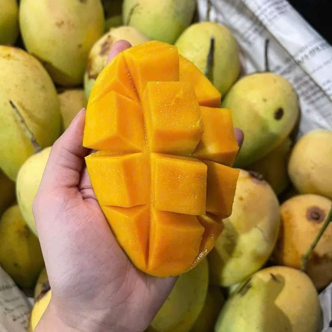 FRESH CAT CHU MANGO – DONG THAP, VIETNAM | SWEET PREMIUM FRUIT FOR EXPORT
