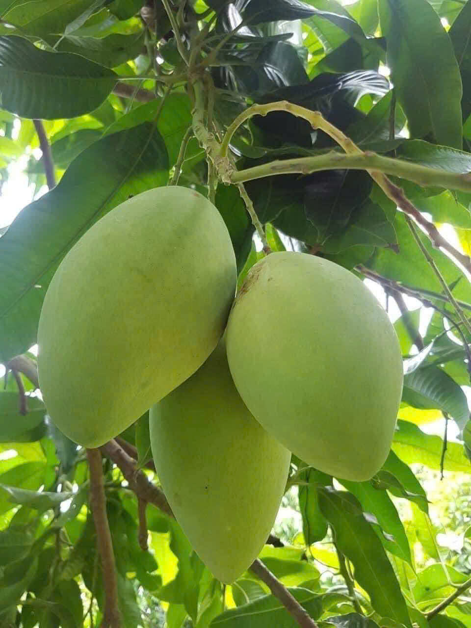 FRESH CAT CHU MANGO – DONG THAP, VIETNAM | SWEET PREMIUM FRUIT FOR EXPORT 2