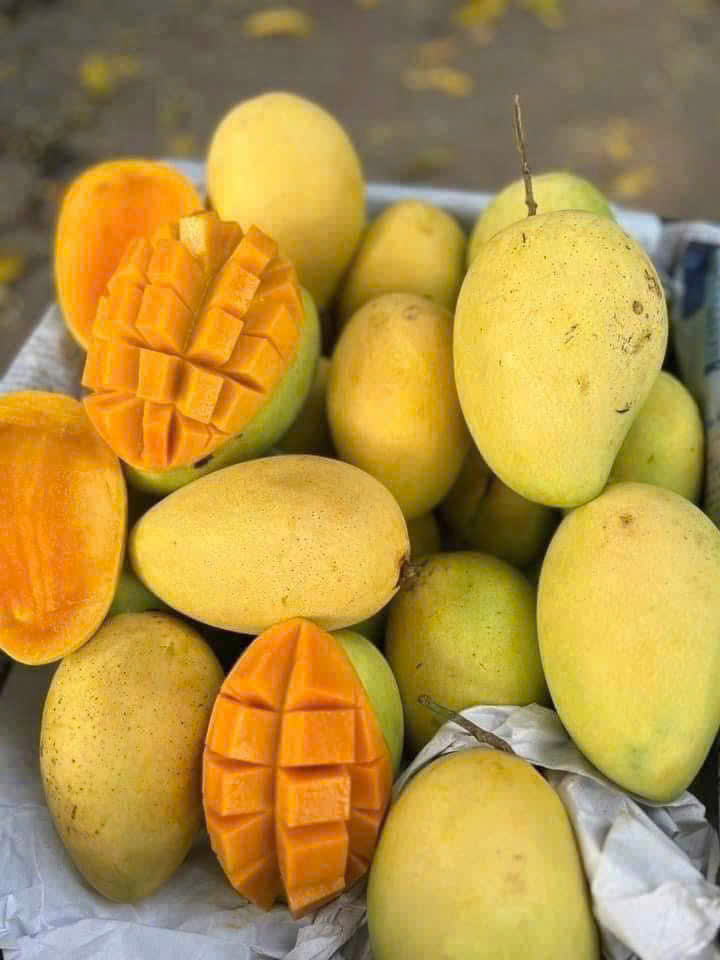 FRESH CAT CHU MANGO – DONG THAP, VIETNAM | SWEET PREMIUM FRUIT FOR EXPORT 3