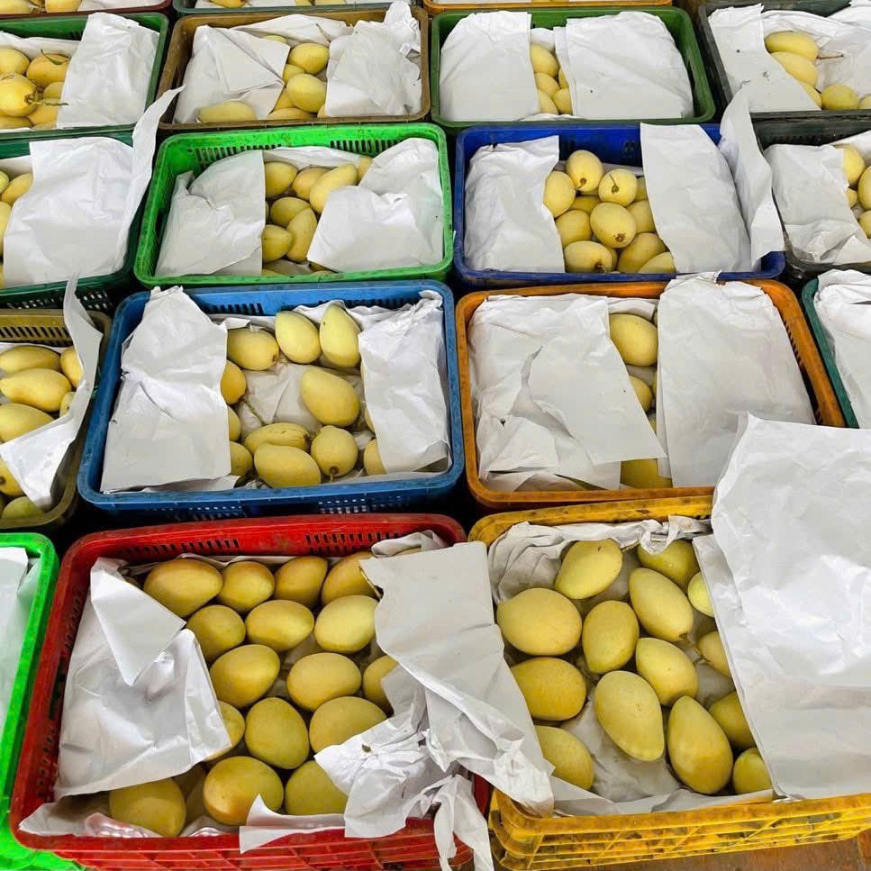 FRESH CAT CHU MANGO – DONG THAP, VIETNAM | SWEET PREMIUM FRUIT FOR EXPORT 4