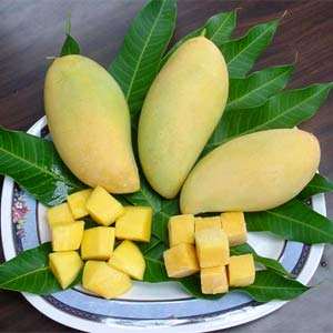 FRESH YELLOW MANGO – VIETNAM | SOFT, SWEET FRUIT FOR EXPORT