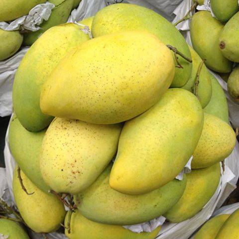 FRESH YELLOW MANGO – VIETNAM | SOFT, SWEET FRUIT FOR EXPORT 2