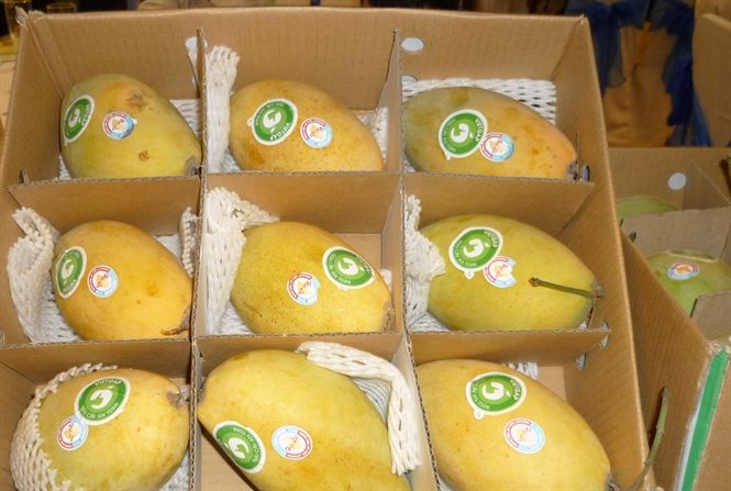 FRESH YELLOW MANGO – VIETNAM | SOFT, SWEET FRUIT FOR EXPORT 3