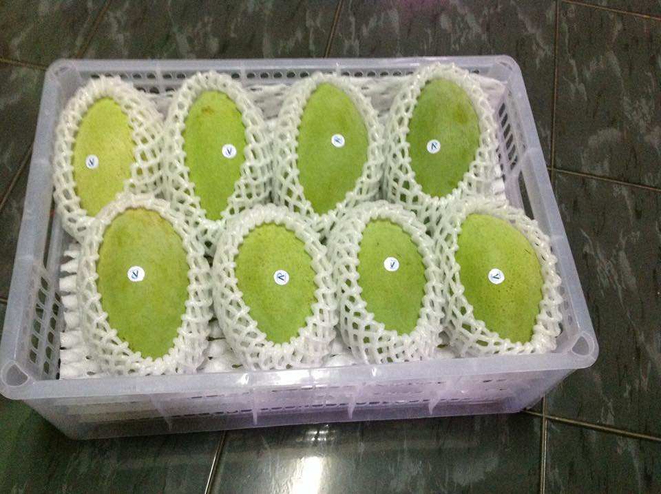 FRESH YELLOW MANGO – VIETNAM | SOFT, SWEET FRUIT FOR EXPORT 4