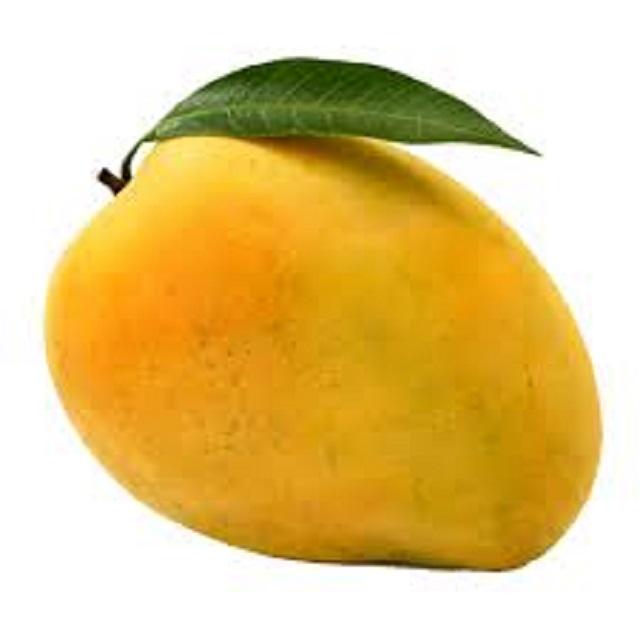 FRESH YELLOW MANGO – VIETNAM | 12–16CM, 0.6KG PREMIUM EXPORT FRUIT