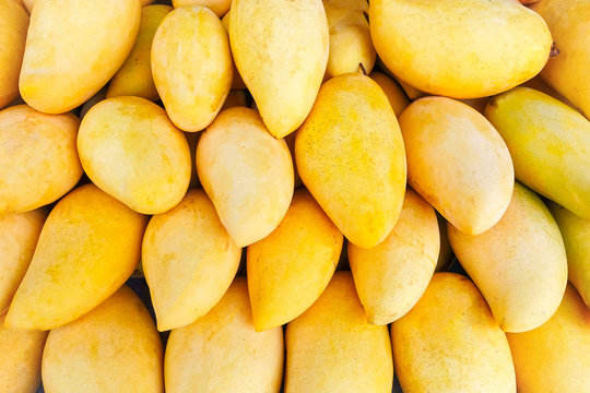 FRESH YELLOW MANGO – VIETNAM | 12–16CM, 0.6KG PREMIUM EXPORT FRUIT 2