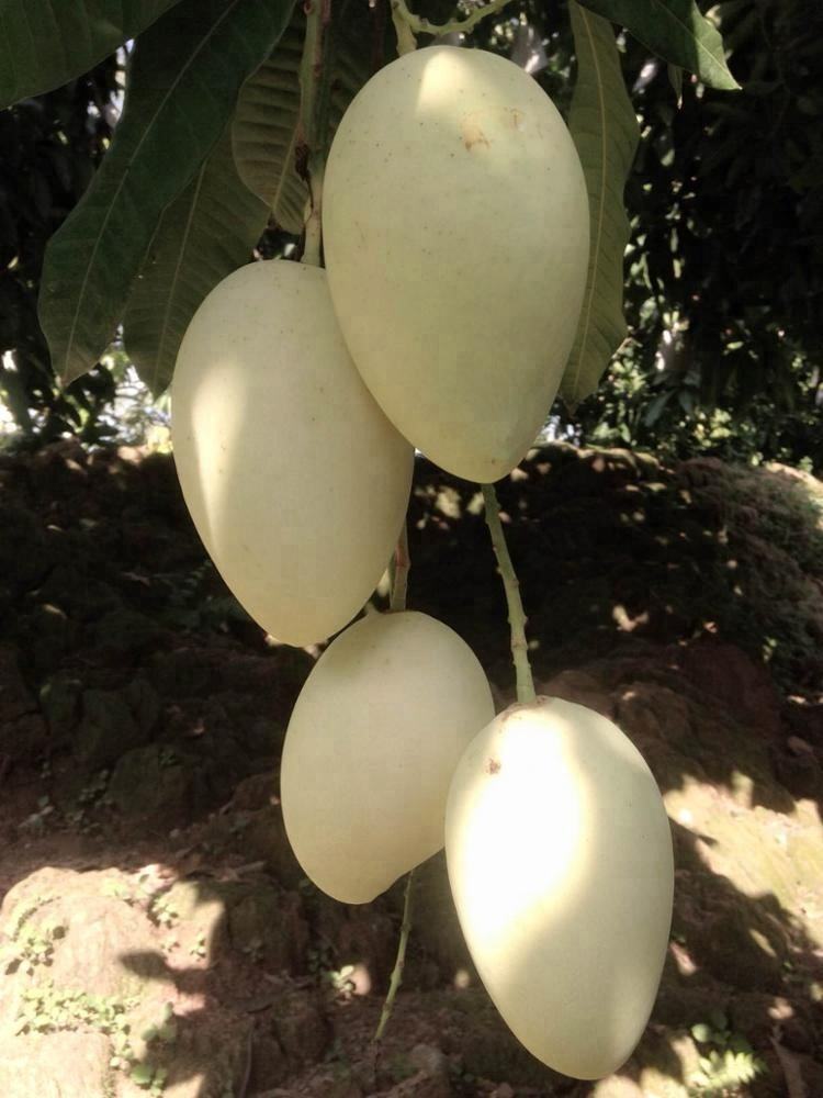FRESH YELLOW MANGO – VIETNAM | 12–16CM, 0.6KG PREMIUM EXPORT FRUIT 3