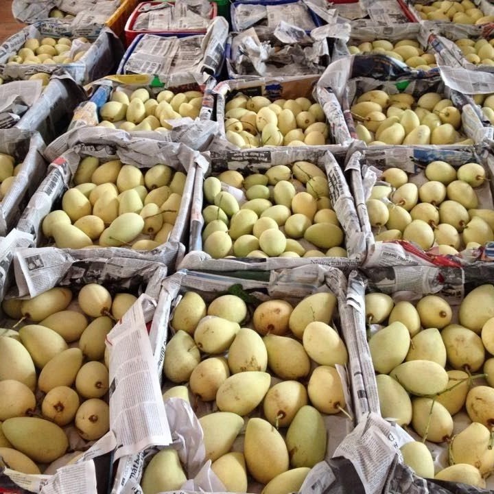 FRESH YELLOW MANGO – VIETNAM | 12–16CM, 0.6KG PREMIUM EXPORT FRUIT 4