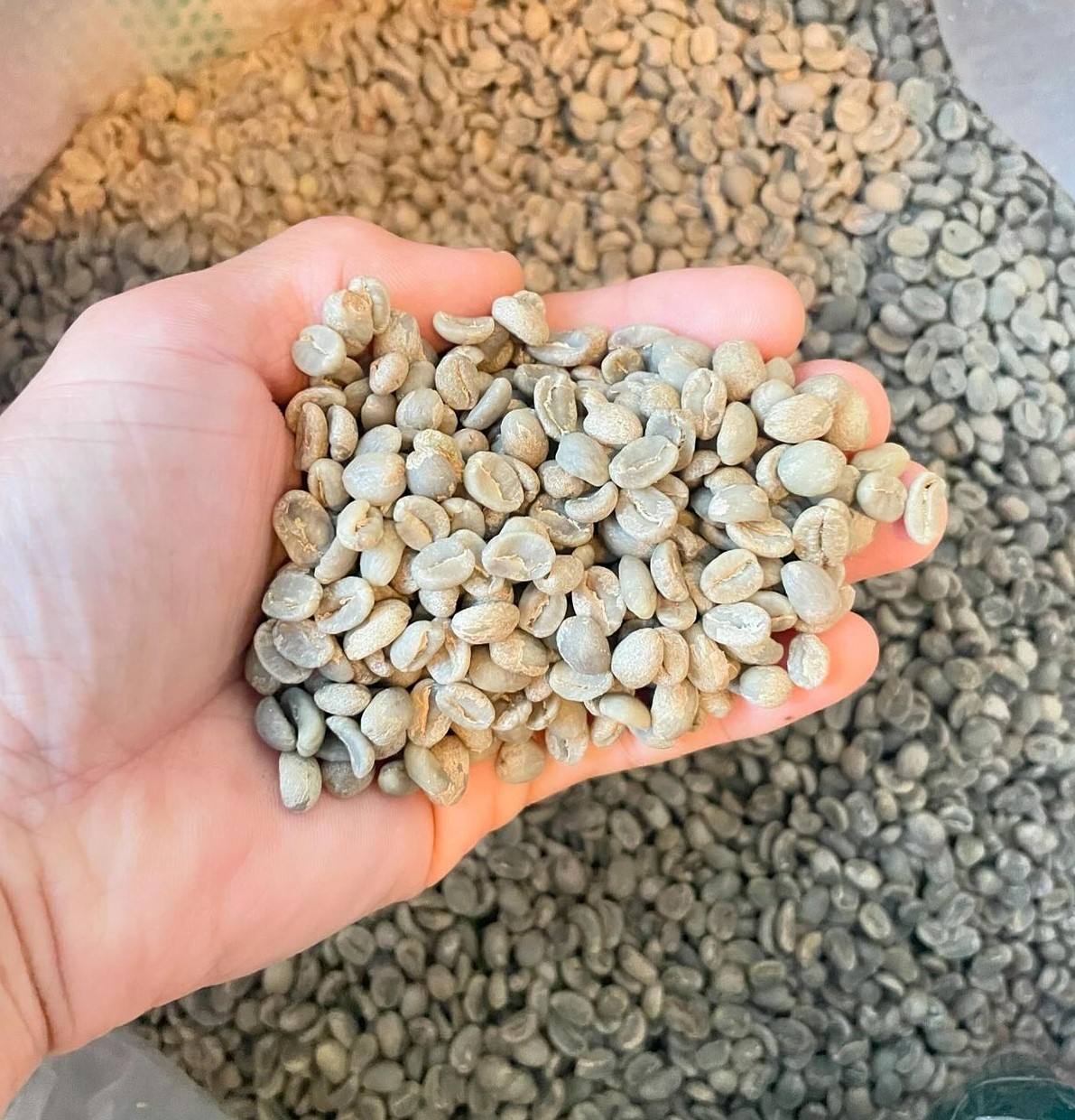 TRADITIONAL VIETNAMESE ROBUSTA GREEN COFFEE – GRADE 1 | 100% ROBUSTA, PROCESSED WHOLE BEANS 3
