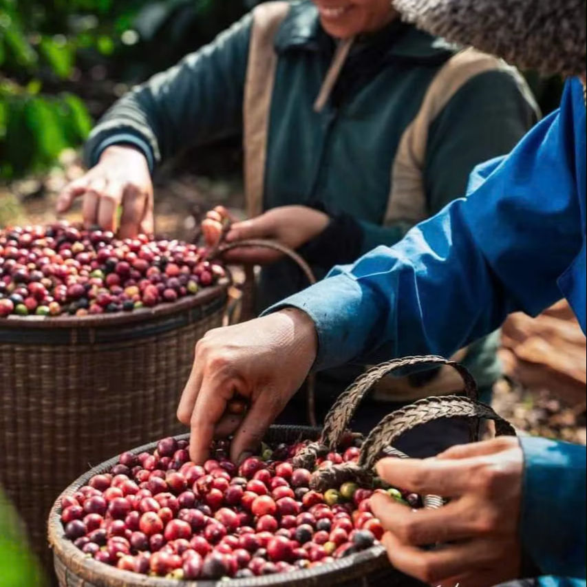 DIRECT-FROM-VIETNAM NATURAL-PROCESSED GREEN COFFEE BEANS – TRADITIONAL COFFEE SUPPLY | WHOLESALE EXPORT
