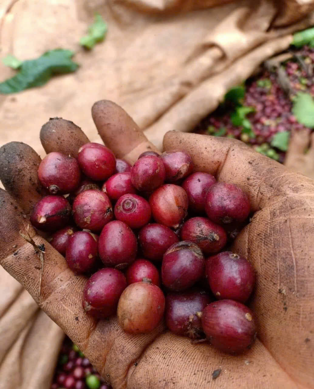 DIRECT-FROM-VIETNAM NATURAL-PROCESSED GREEN COFFEE BEANS – TRADITIONAL COFFEE SUPPLY | WHOLESALE EXPORT 2