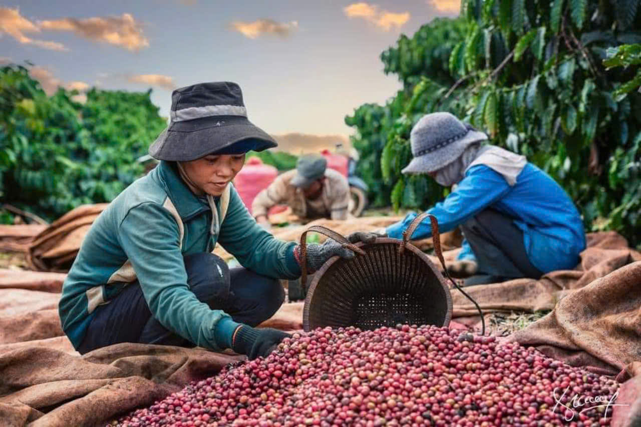 DIRECT-FROM-VIETNAM NATURAL-PROCESSED GREEN COFFEE BEANS – TRADITIONAL COFFEE SUPPLY | WHOLESALE EXPORT 4