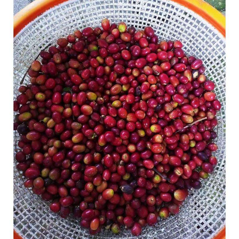 PREMIUM VIETNAMESE ROBUSTA WHOLE COFFEE BEANS – A+ GRADE | CAFFEINATED, BITTER PROFILE FOR EXPORT 3