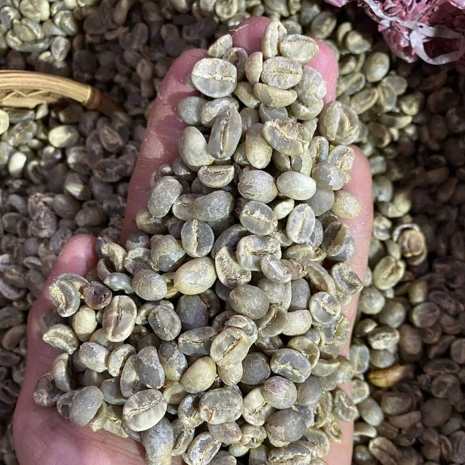 HIGH-QUALITY VIETNAMESE ROBUSTA GREEN COFFEE BEANS – FRUITY FLAVOR | OEM/ODM MANUFACTURER SUPPLY 3
