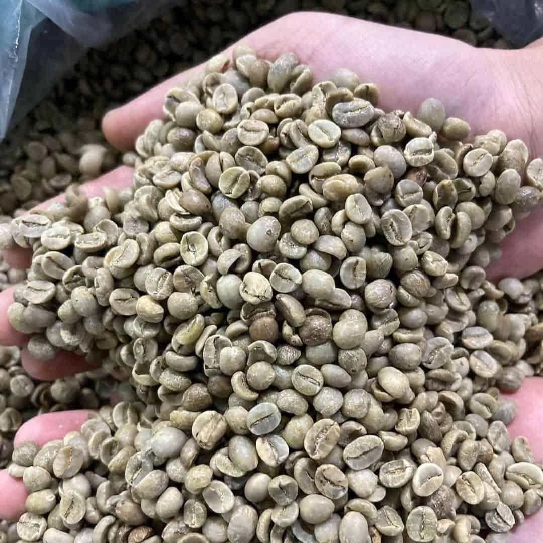 HIGH-QUALITY VIETNAMESE ROBUSTA GREEN COFFEE BEANS – FRUITY FLAVOR | OEM/ODM MANUFACTURER SUPPLY 4