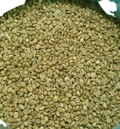 VIETNAMESE ROBUSTA GREEN COFFEE BEANS – WHOLE BEANS FOR EXPORT