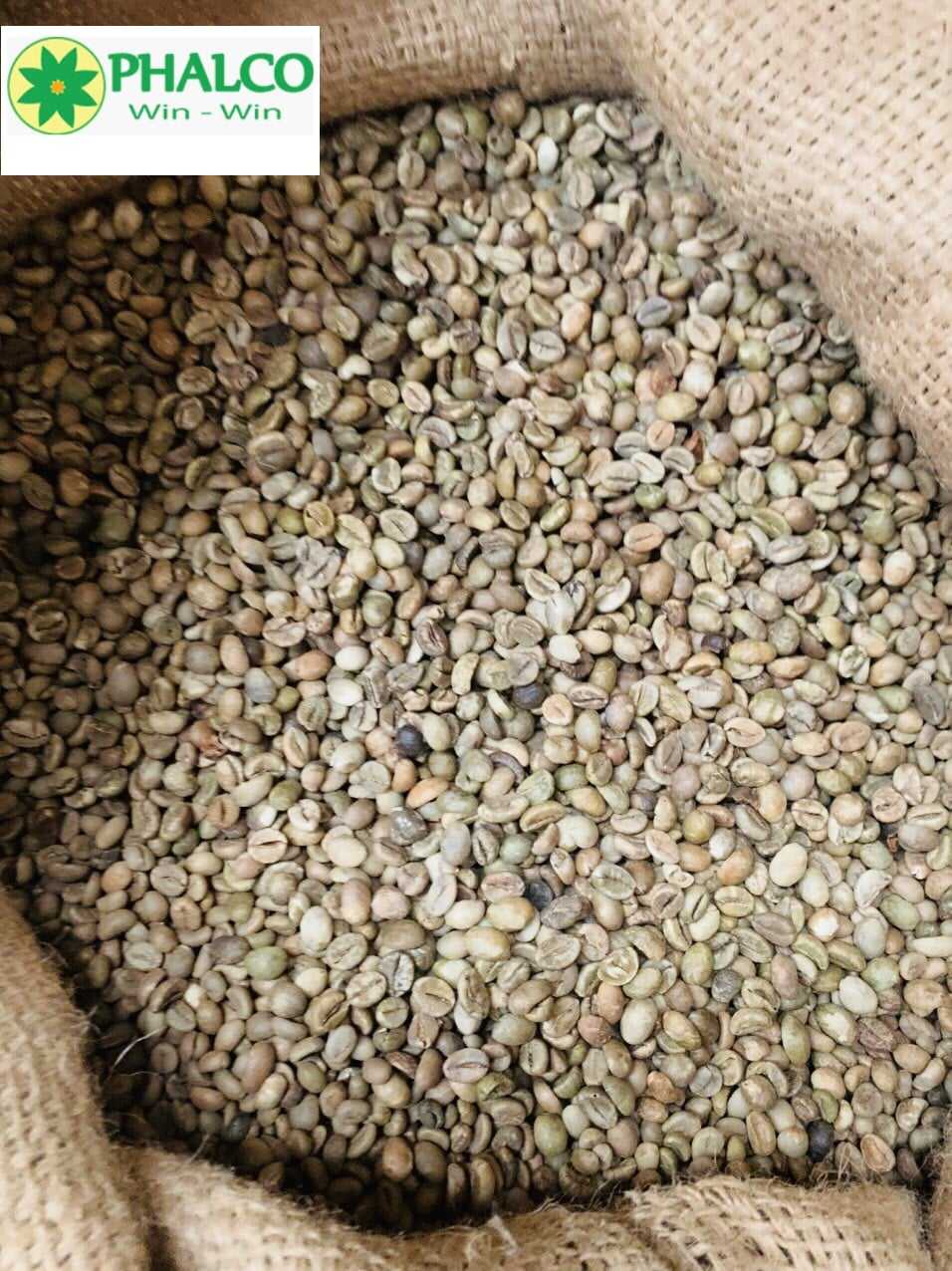 VIETNAMESE ROBUSTA GREEN COFFEE BEANS – WHOLE BEANS FOR EXPORT 2
