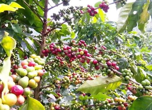 PREMIUM SON LA VIETNAMESE ARABICA COFFEE – MULTIPLE FLAVOR PROFILES | CUSTOMIZED B2B SUPPLY 2