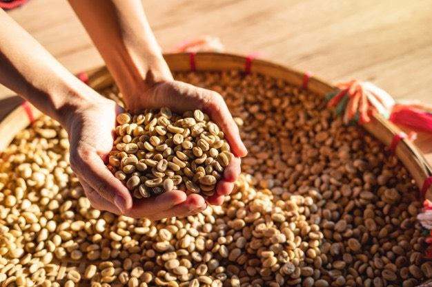 PREMIUM SON LA VIETNAMESE ARABICA COFFEE – MULTIPLE FLAVOR PROFILES | CUSTOMIZED B2B SUPPLY 3