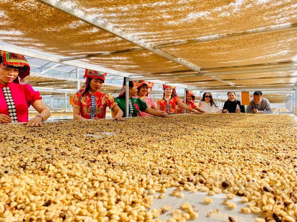 PREMIUM SON LA VIETNAMESE ARABICA COFFEE – MULTIPLE FLAVOR PROFILES | CUSTOMIZED B2B SUPPLY 4