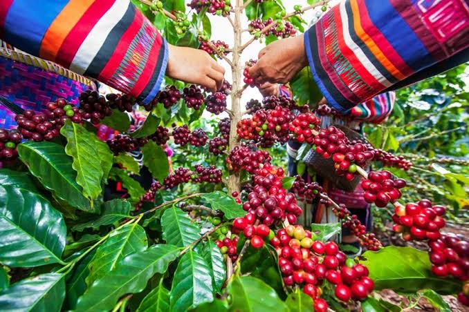 VIETNAMESE CANNED MOCHA COFFEE – PREMIUM OEM/ODM | RTD COFFEE FOR EXPORT 2