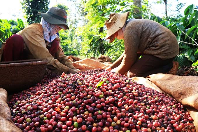 VIETNAMESE CANNED MILK COFFEE – PREMIUM OEM/ODM | READY-TO-DRINK COFFEE FOR EXPORT 3