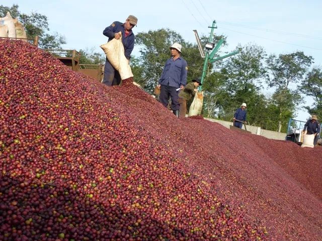 VIETNAMESE CANNED MILK COFFEE – PREMIUM OEM/ODM | READY-TO-DRINK COFFEE FOR EXPORT 4