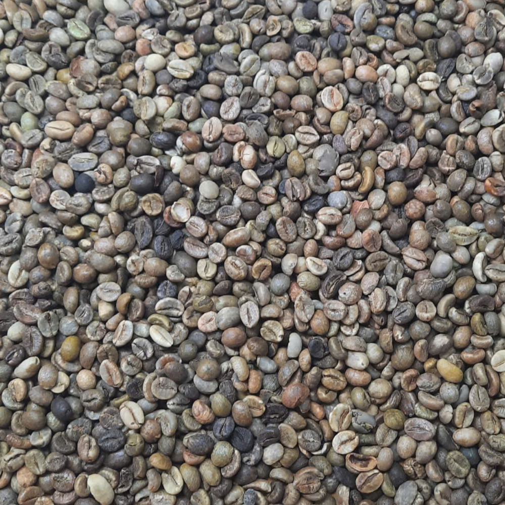 VIETNAMESE TRADITIONAL GREEN COFFEE S18 – GRADE 1 | 2% BEANS, CAFFEINATED, BALANCED PROFILE 3