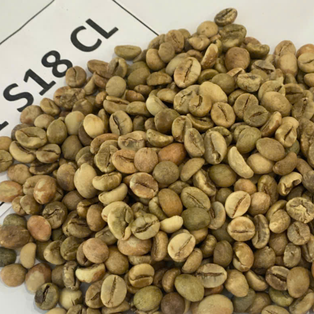 VIETNAMESE TRADITIONAL GREEN COFFEE S18 – GRADE 1 | 2% BEANS, CAFFEINATED, BALANCED PROFILE 4