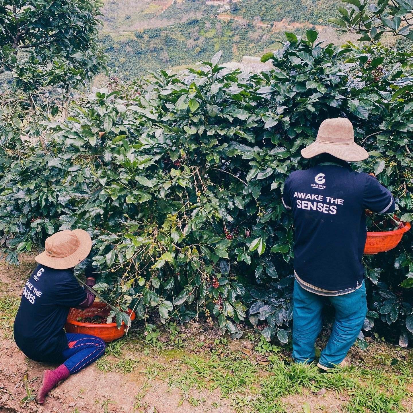 100% WASHED VIETNAMESE CATIMOR ARABICA COFFEE – CUSTOM ROASTING & PRIVATE LABEL MANUFACTURER SUPPLY 2