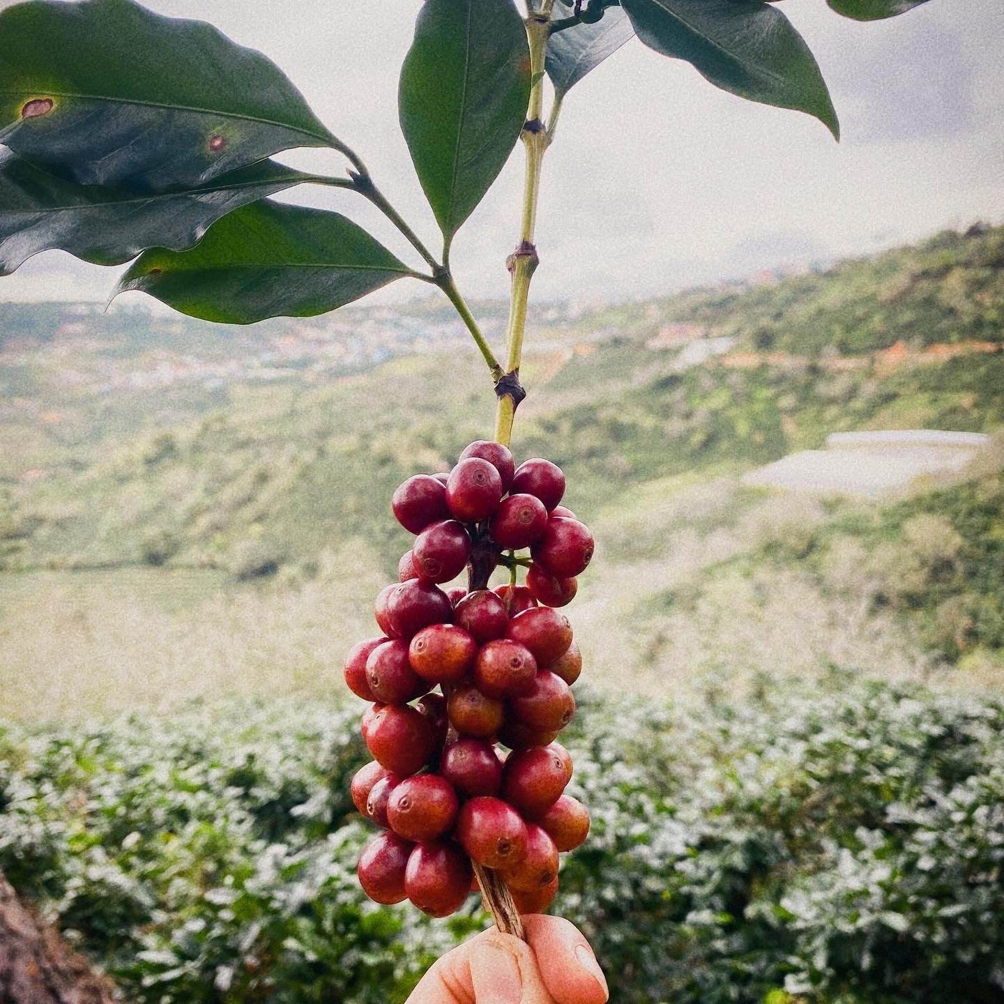 100% WASHED VIETNAMESE CATIMOR ARABICA COFFEE – CUSTOM ROASTING & PRIVATE LABEL MANUFACTURER SUPPLY 3
