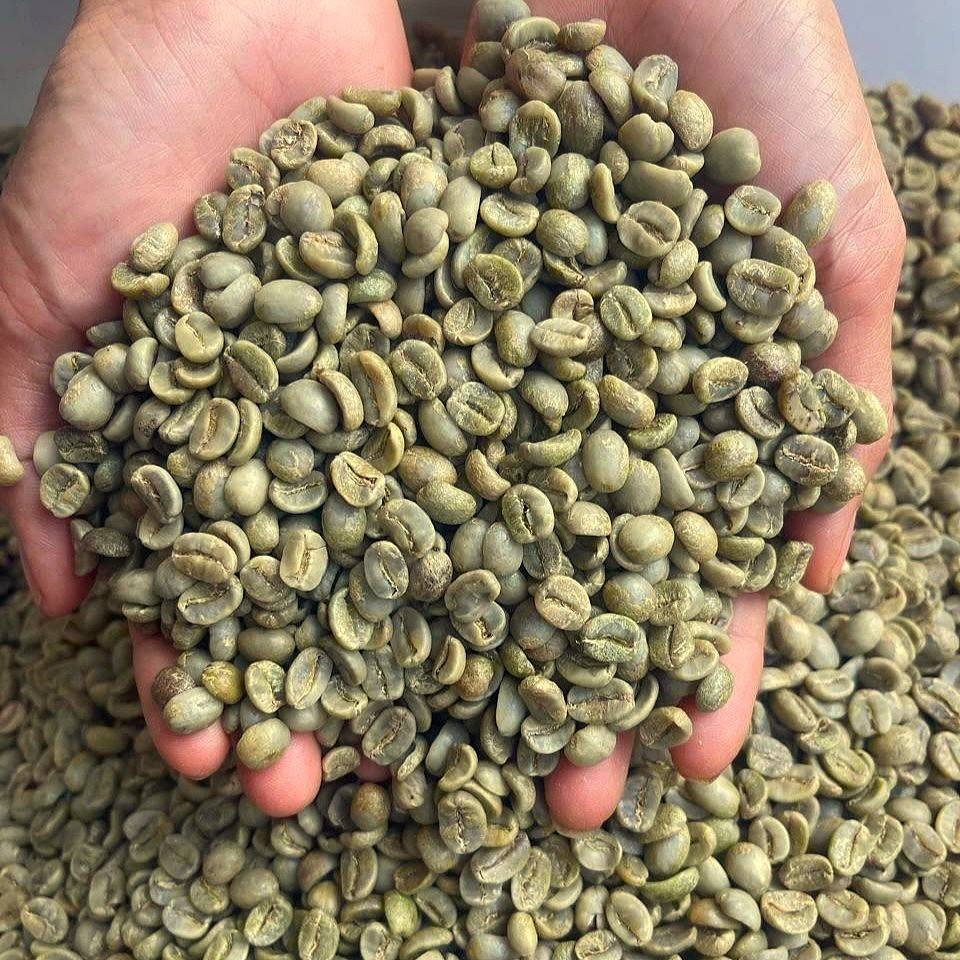 VIETNAMESE ARABICA GREEN COFFEE BEANS – SCREEN 18 | SPECIALTY COFFEE WHOLESALE & EXPORT SUPPLY