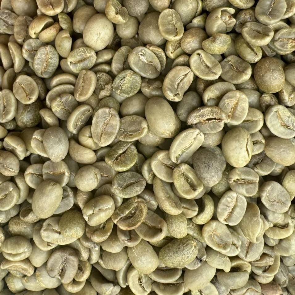 VIETNAMESE ARABICA GREEN COFFEE BEANS – SCREEN 18 | SPECIALTY COFFEE WHOLESALE & EXPORT SUPPLY 2