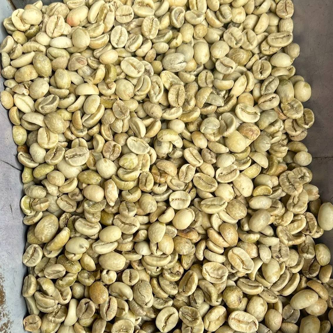 VIETNAMESE ARABICA GREEN COFFEE BEANS – SCREEN 18 | SPECIALTY COFFEE WHOLESALE & EXPORT SUPPLY 4