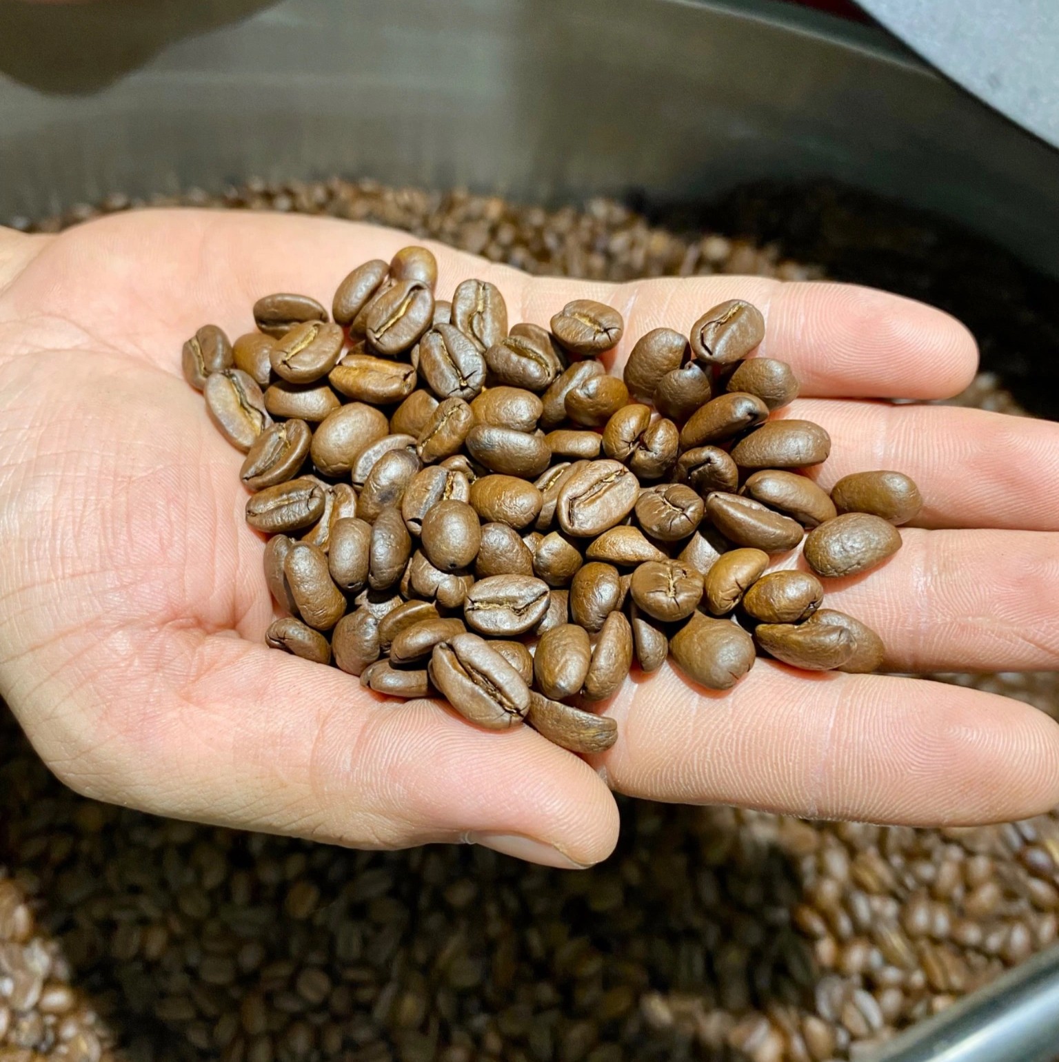 VIETNAMESE ARABICA COFFEE BEANS – DRY PROCESSED | MILD ACIDITY, FACTORY SUPPLY