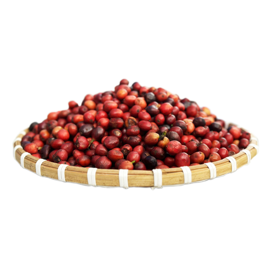 VIETNAMESE ROASTED & GROUND ROBUSTA COFFEE – 96% MATURITY | HIGH-CAFFEINE PROFILE FOR CAFÉS 4