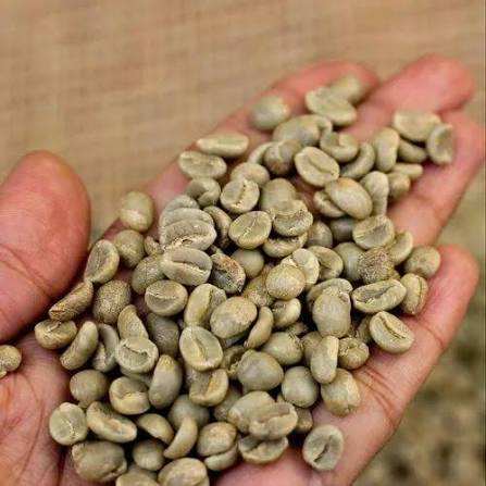 VIETNAMESE ARABICA GREEN COFFEE BEANS – RICH FLAVOR | UNROASTED BULK COFFEE FOR ROASTING 3