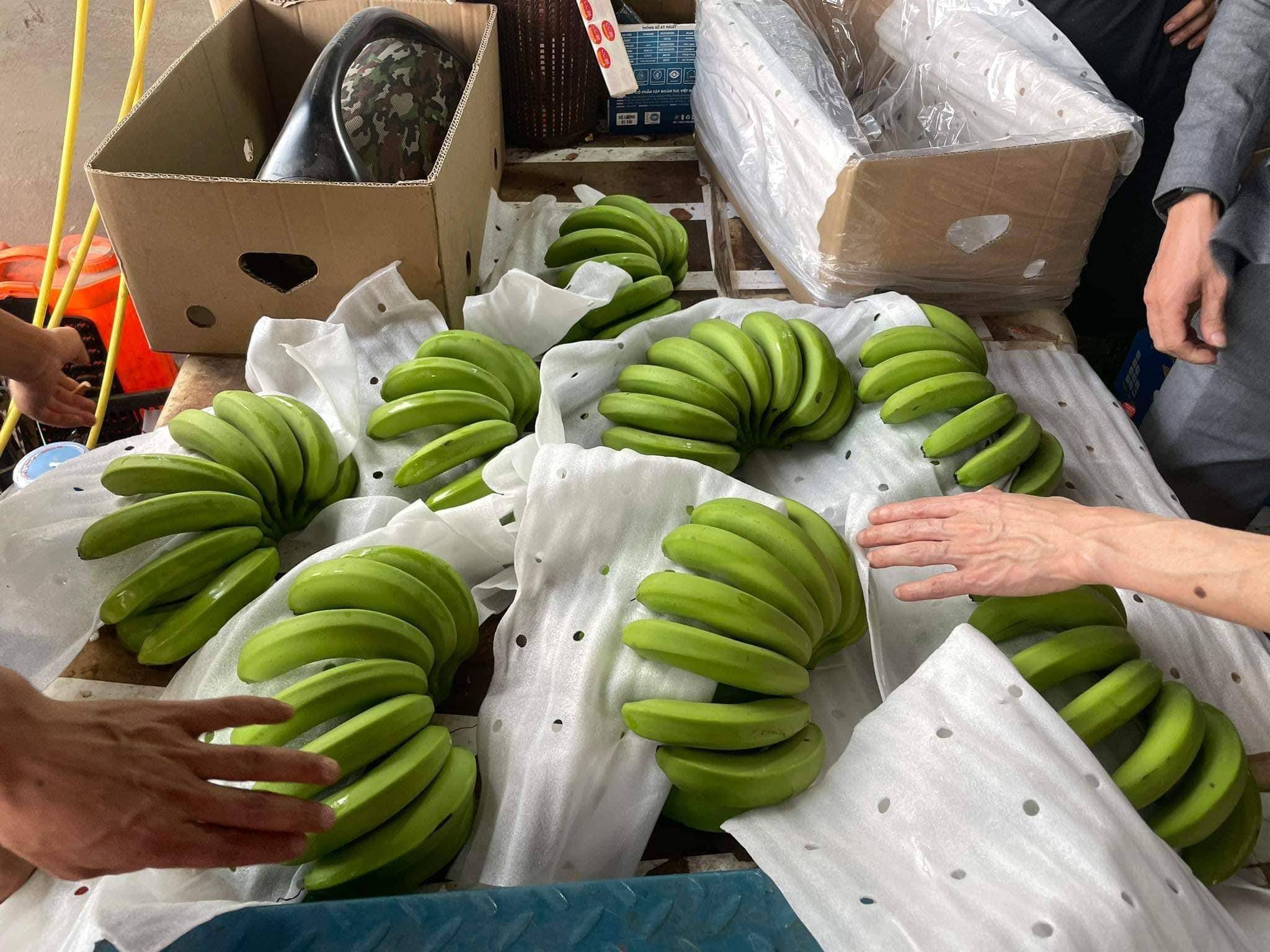 FRESH VIETNAMESE CAVENDISH BANANAS 13KG – GRADE A | NATURALLY SWEET FOR FRESH & FOOD PROCESSING