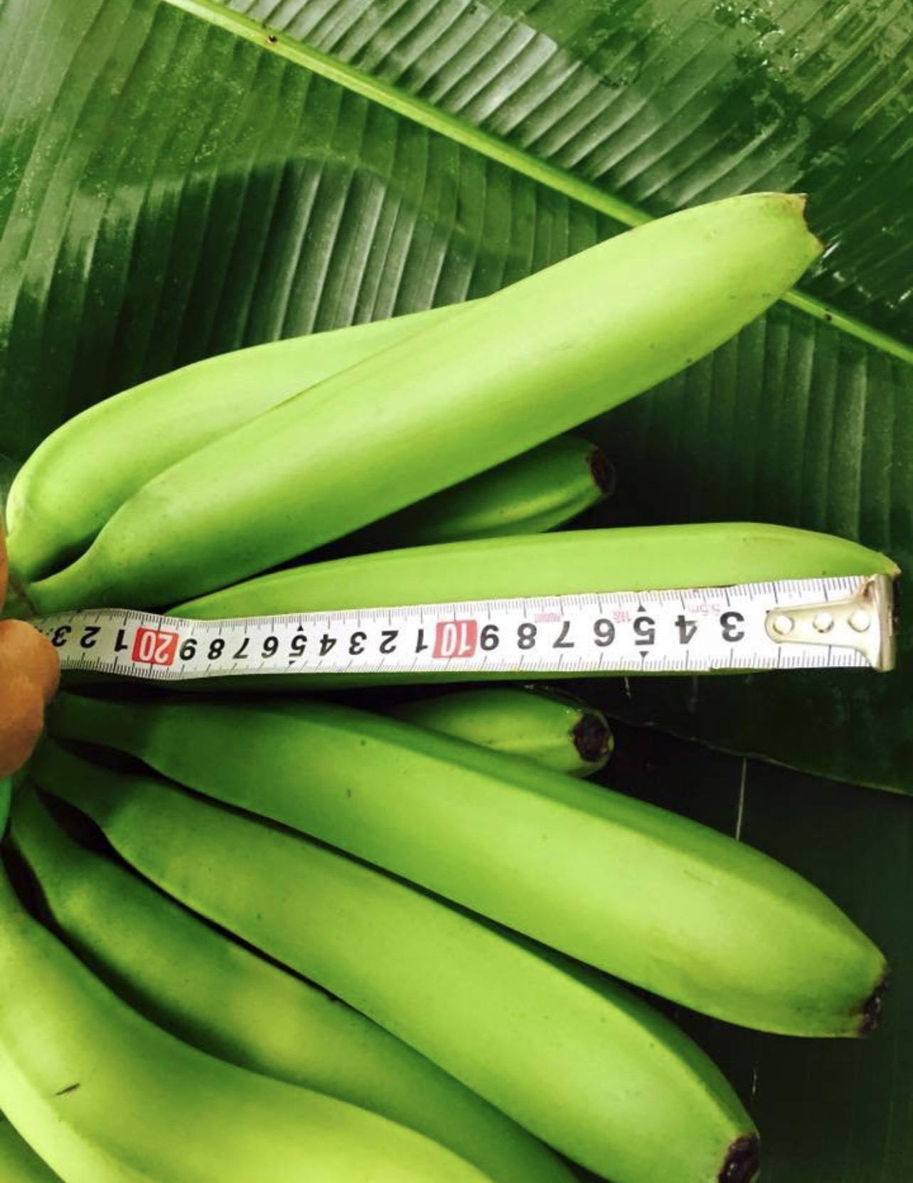 FRESH VIETNAMESE CAVENDISH BANANAS 13KG – GRADE A | NATURALLY SWEET FOR FRESH & FOOD PROCESSING 4