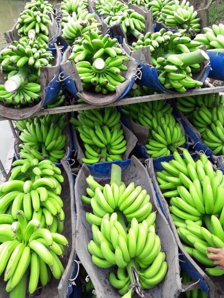 ORGANIC IQF FROZEN VIETNAMESE BANANA PUREE – BULK PACKAGING | WHOLESALE EXPORT SUPPLY 4