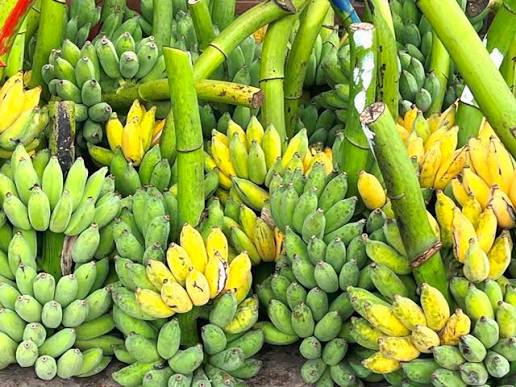 VIETNAMESE MAT MOC BANANA – NATURALLY SWEET BANANA | WHOLESALE & EXPORT SUPPLY 2