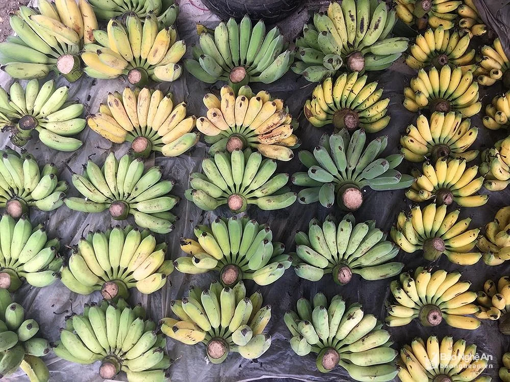 VIETNAMESE MAT MOC BANANA – NATURALLY SWEET BANANA | WHOLESALE & EXPORT SUPPLY 3