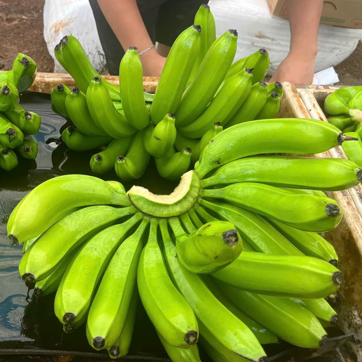 ORGANIC VIETNAMESE CAVENDISH BANANAS – FRESH WHOLESALE EXPORT | NON-GMO, SWEET & HIGH-QUALITY TROPICAL FRUIT