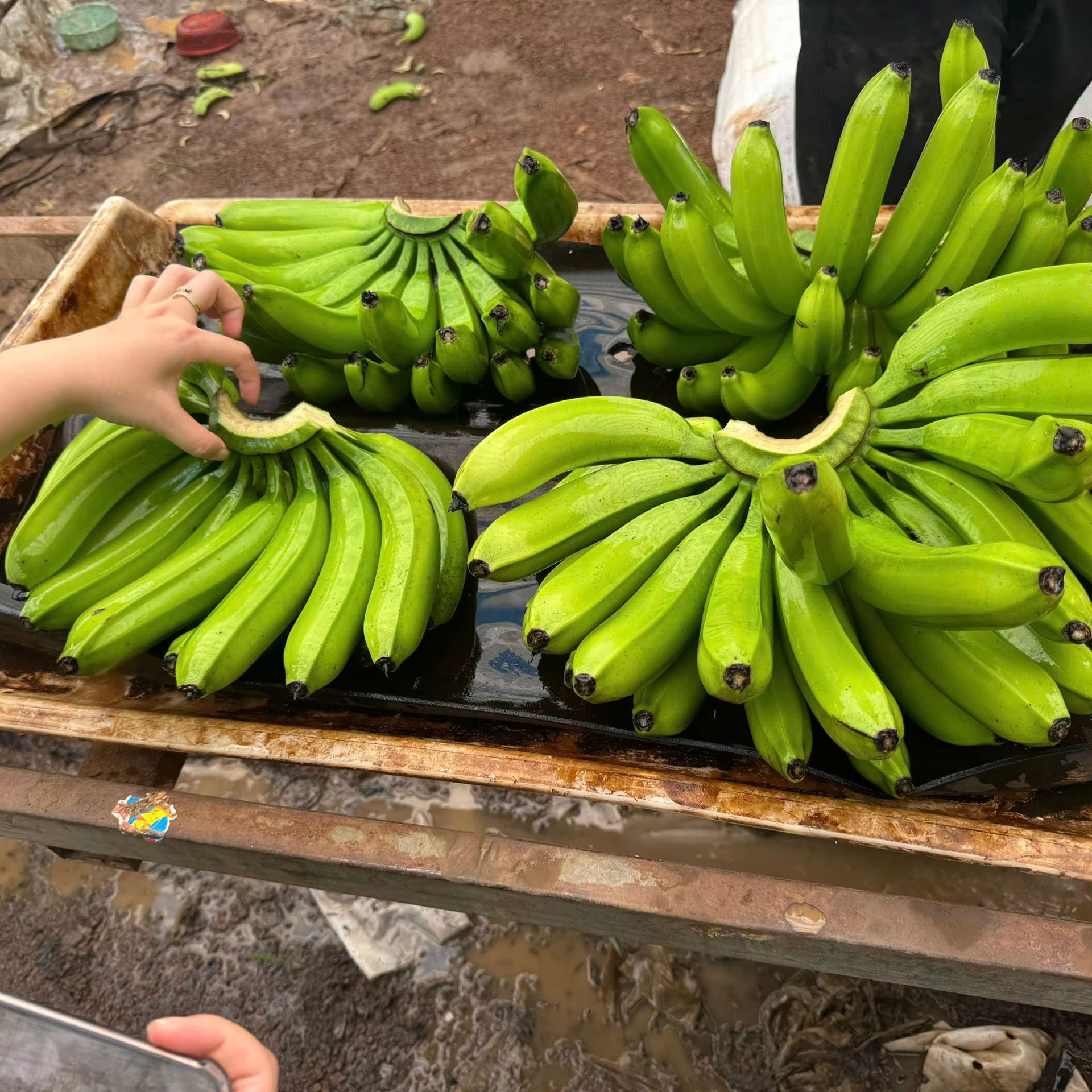 ORGANIC VIETNAMESE CAVENDISH BANANAS – FRESH WHOLESALE EXPORT | NON-GMO, SWEET & HIGH-QUALITY TROPICAL FRUIT 2